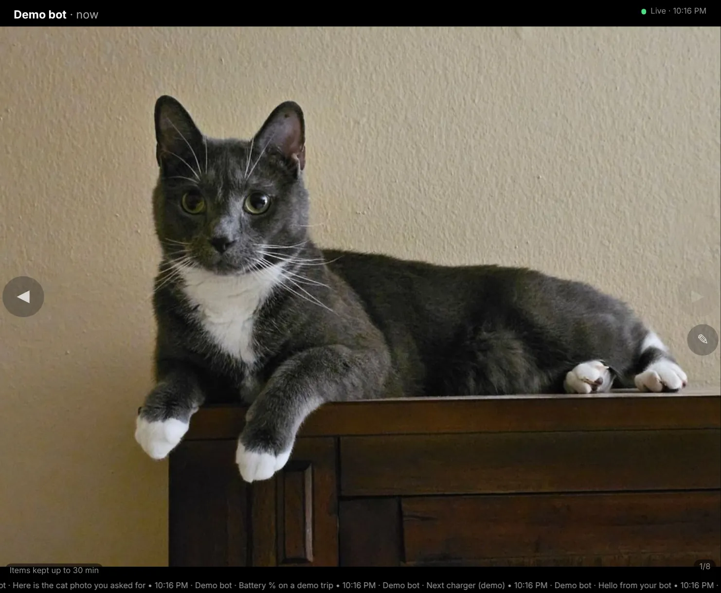 BotCanvas board showing a photo of a grey and white cat